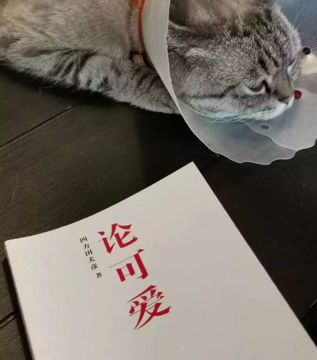 深度解析：為什么99%的IP形象都不夠萌？